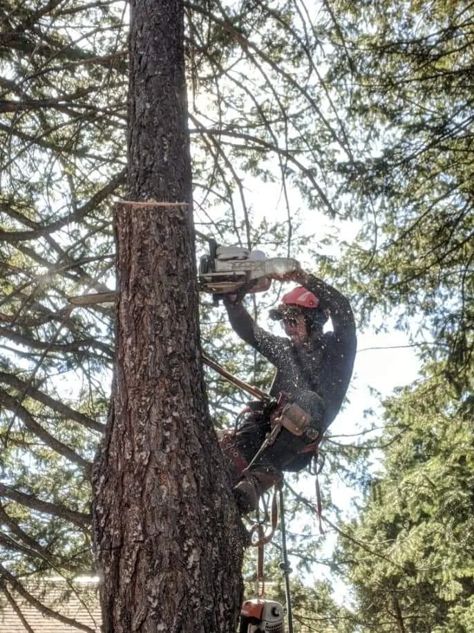 David the arborist in the middle of a full tree removal