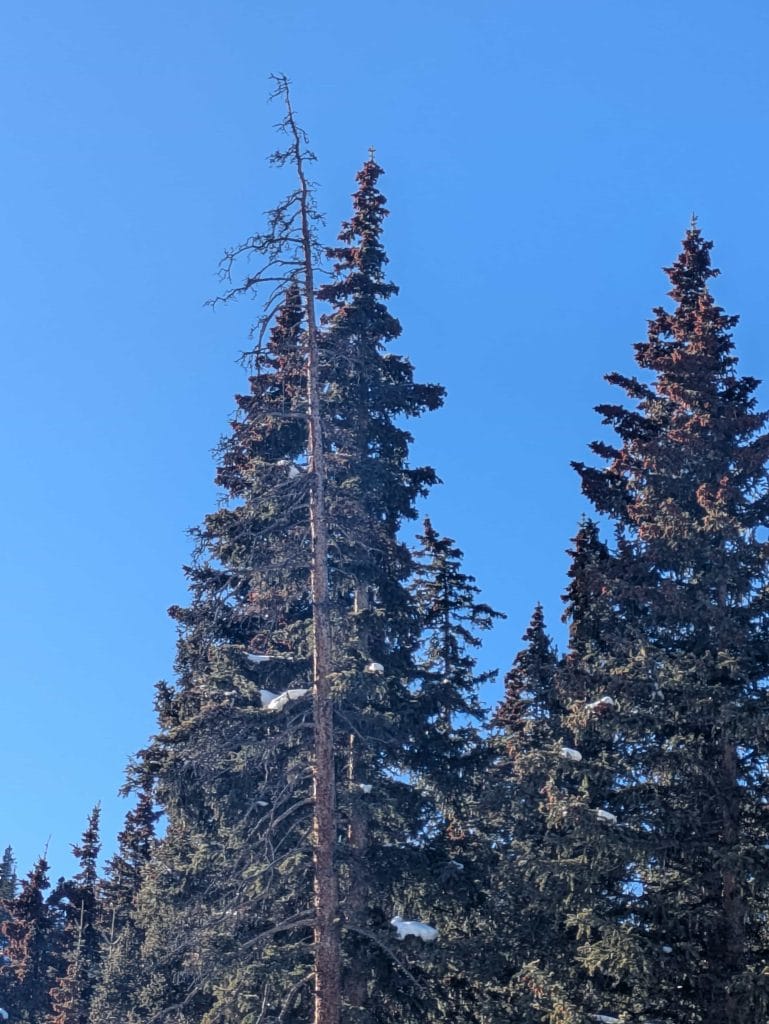 Breckenridge Tree Care Dead Tree that needs tree removal